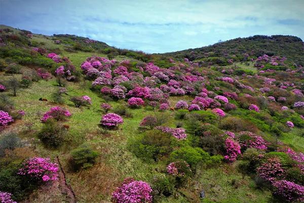 2022巫溪红池坝杜鹃花什么时候开 附交通路线