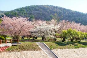 旅顺龙王塘樱花什么时候开2022