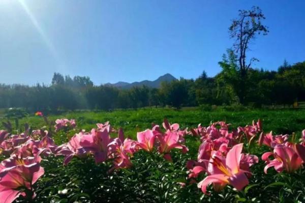 秦岭国家植物园五一有花展吗