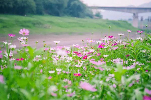 2022重慶5月賞花好去處 最佳賞花地推薦