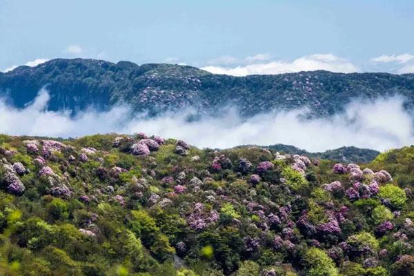 2022重慶5月賞花好去處 最佳賞花地推薦