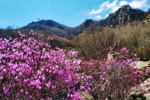 北京喇叭沟第五届杜鹃花文化节时间