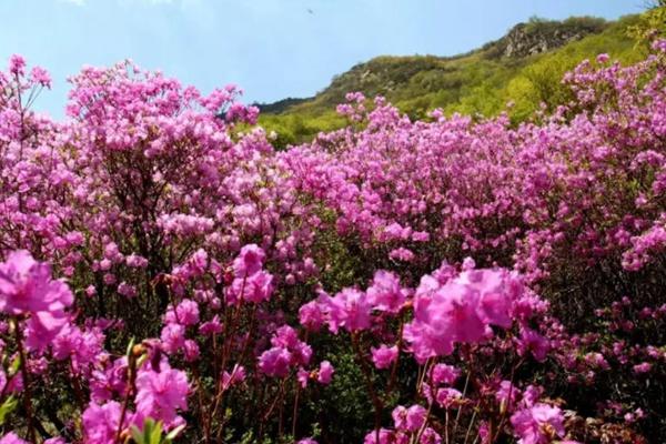 北京喇叭沟第五届杜鹃花文化节时间