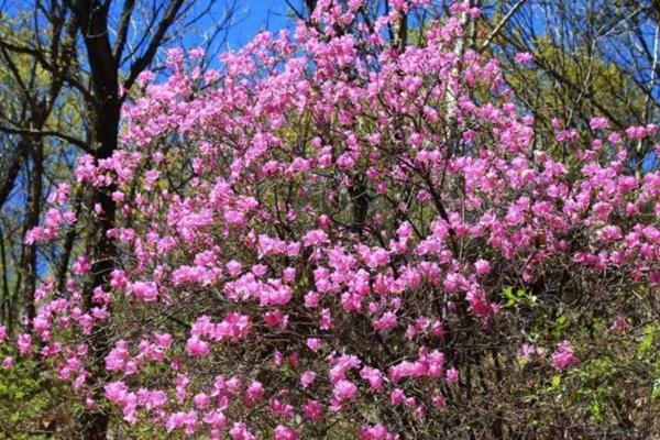 北京喇叭沟第五届杜鹃花文化节时间