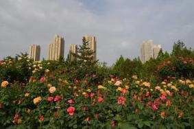 郑州月季公园月季花什么时候开2022