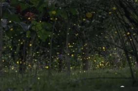 西双版纳热带植物园什么时候有萤火虫 萤火虫观赏周期