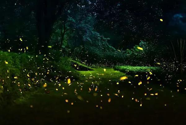 西双版纳热带植物园什么时候有萤火虫 萤火虫观赏周期