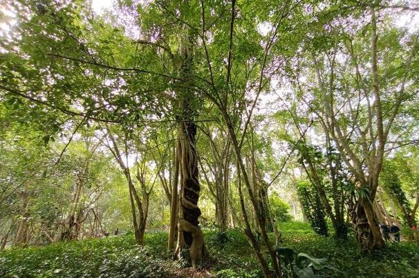 西雙版納熱帶植物園什么時候有螢火蟲 螢火蟲觀賞周期