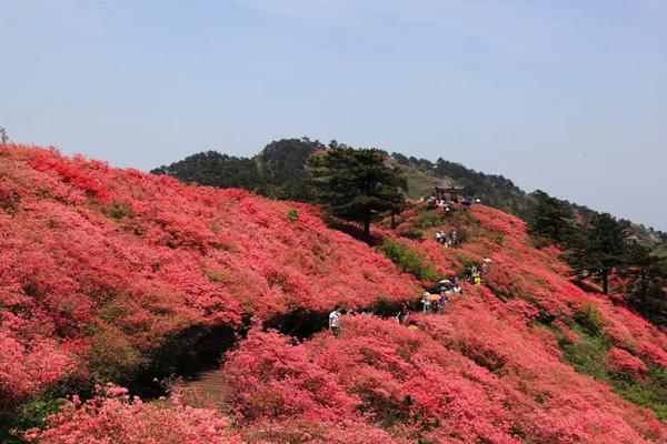 昆明轿子山杜鹃花开花期2022