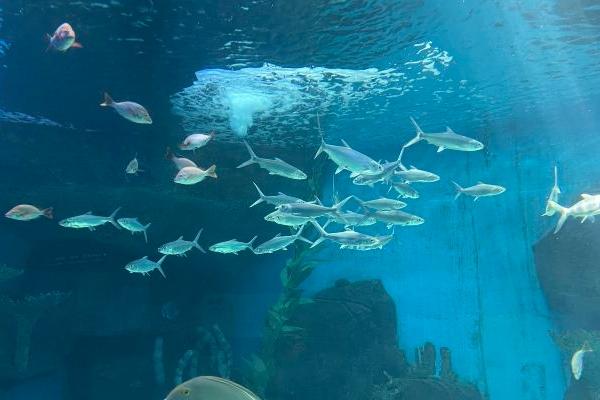 泉城海洋极地世界美人鱼表演时间