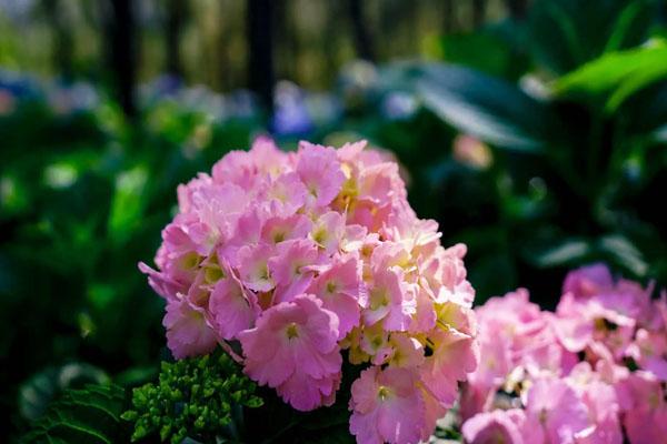 重庆5月赏花好去处 五月看花的最佳地点