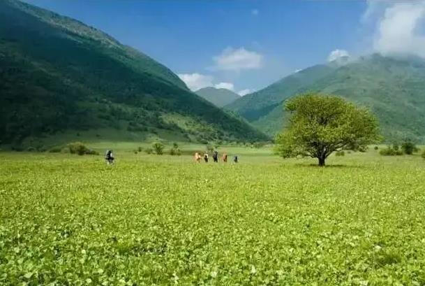 重庆有哪些草本能够往 小众草本景面