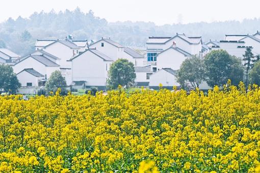 南京有哪些適合野餐露營的地方?這10個免費地方只要1小時