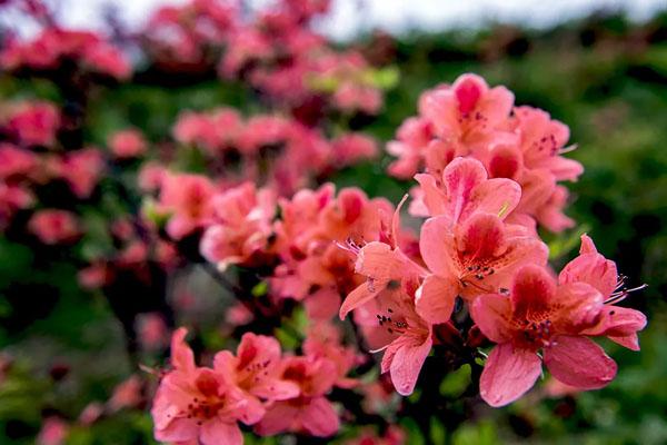 昆明5月赏花的地方有哪些