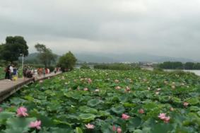 無錫哪里有看荷花的地方