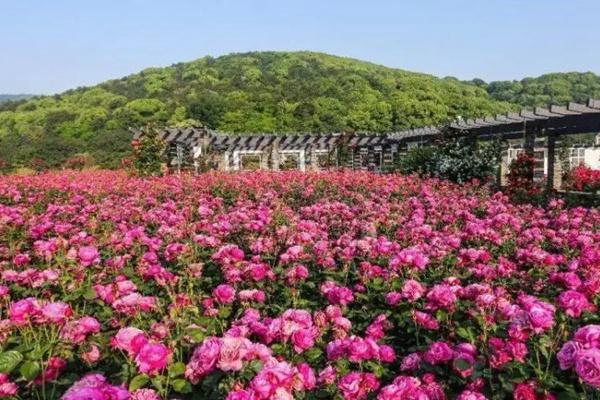 武汉月季花海观赏地点推荐