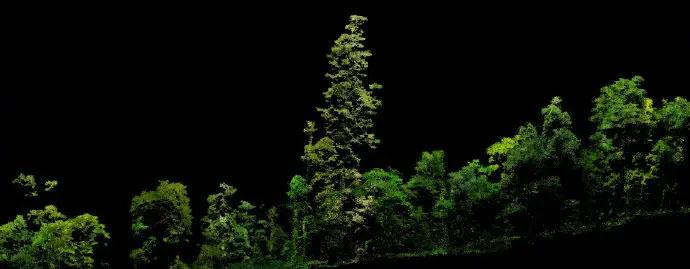 中国大陆已知最高的树在哪?有多高?