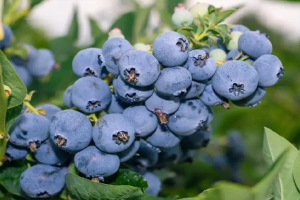 2022长沙蓝莓采摘园哪里好玩 长沙采摘蓝莓的地方