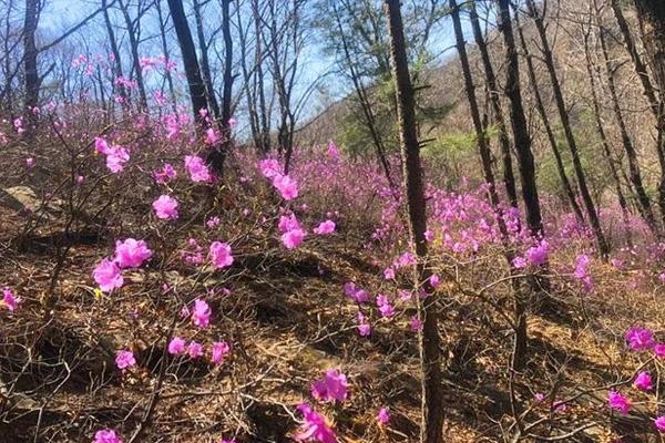 2022天津梨木臺杜鵑花幾月開 附觀賞攻略