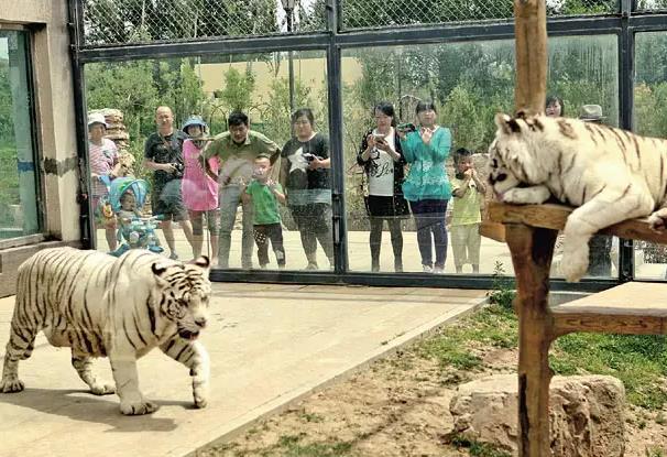2022呼和浩特市动物园猛兽散养区开了吗