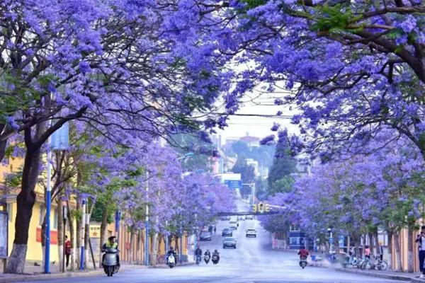 昆明藍花楹最佳觀賞地點2022