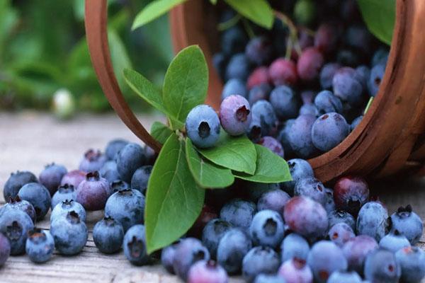 2022重慶藍莓采摘基地有哪些