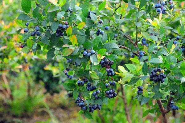 2023重庆蓝莓采摘基地有哪些