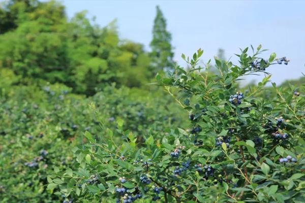 重庆蓝莓采摘基地排名2022