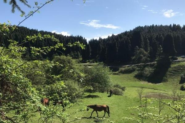 重慶夏天避暑最涼快的地方是哪里