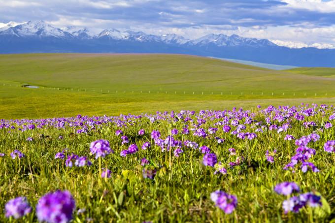 新疆像紫色地毯的报春花海在哪?这份旅游攻略收好了