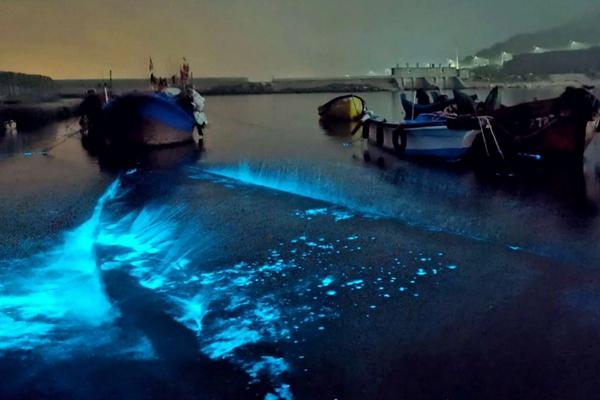 浙江北麂岛繁星进海奇景正在哪看?蓝眼泪几月份会呈现?