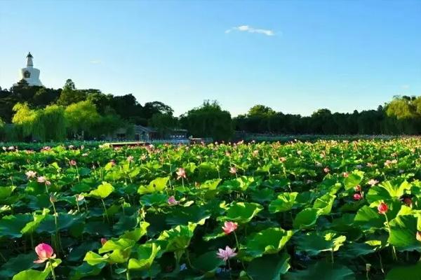 顺峰山荷花池喷雾时间2022