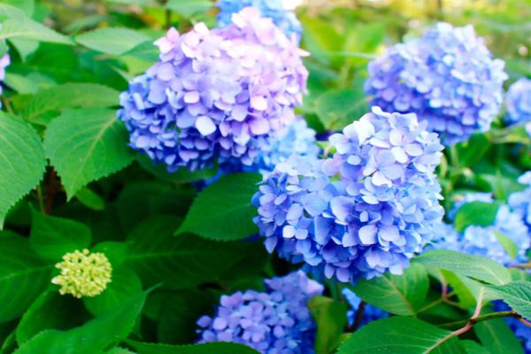 湖南省植物園繡球花在哪 附交通指南