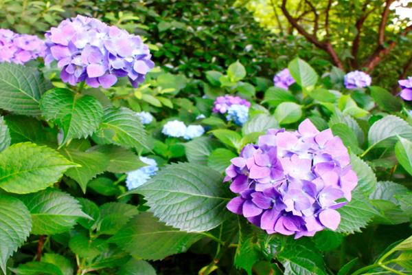 湖南省植物園繡球花在哪 附交通指南