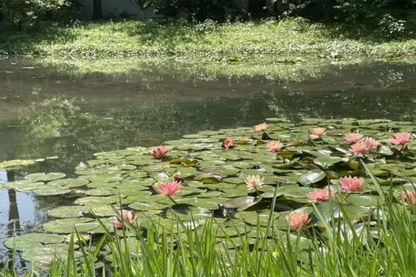 杭州植物园睡莲在哪
附观赏时间