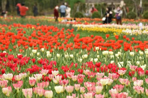 湖南省植物園現在有什么花開放 附賞花指南