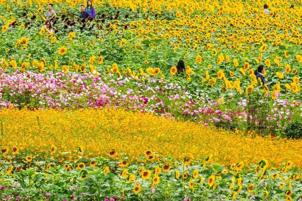 湖南省植物園現在有什么花開放 附賞花指南