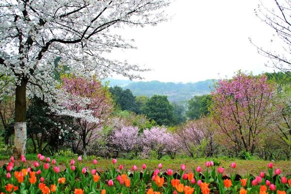 湖南省植物園現在有什么花開放 附賞花指南