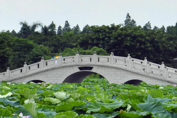 2022佛山賞荷花好去處 佛山看荷花去哪里