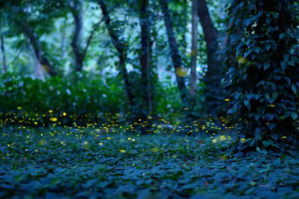 华南植物园萤火虫出现时间