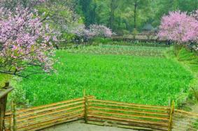 永川桃花源景区门票多少钱