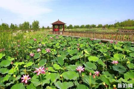 武汉东湖公园赏荷交通指南 附赏荷花地方