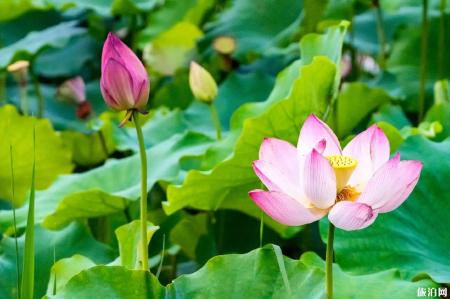 武汉东湖公园赏荷交通指南 附赏荷花地方