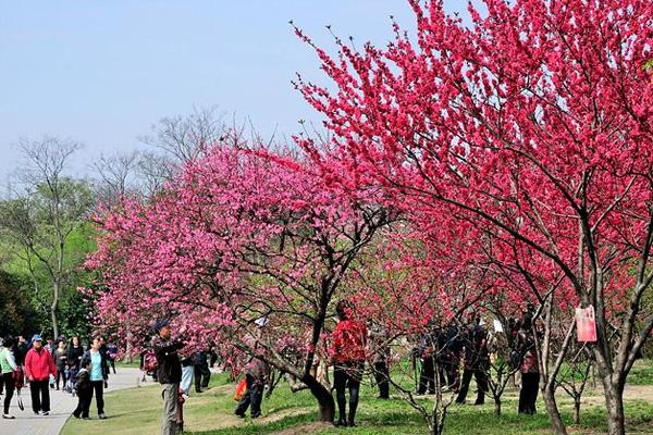 2023上海桃花什么时候开
上海赏桃花的地方