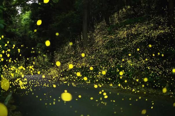 2022天台山六月可以看到萤火虫吗