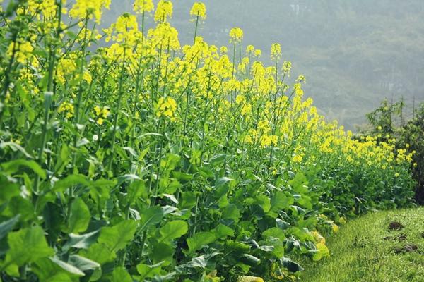 吹笛景區(qū)太漁橋看油菜花攻略