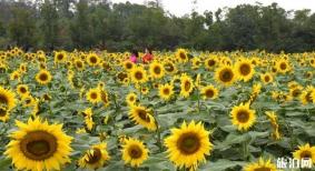武汉马鞍山森林公园向日葵在哪里 附最佳观赏时间