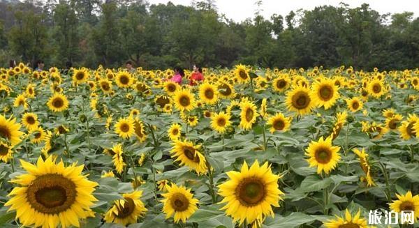 武汉马鞍山森林公园向日葵在哪里 附最佳观赏时间
