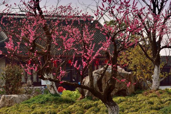 武汉植物园梅花什么时候开 附观赏地点