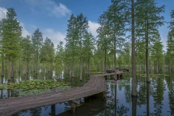 2022南京池杉湖湿地公园门票多少钱